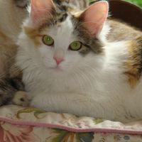 Jean-Patrick Gendron