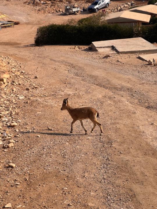 אופיר לנדרמן