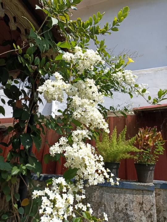 Raji Paul