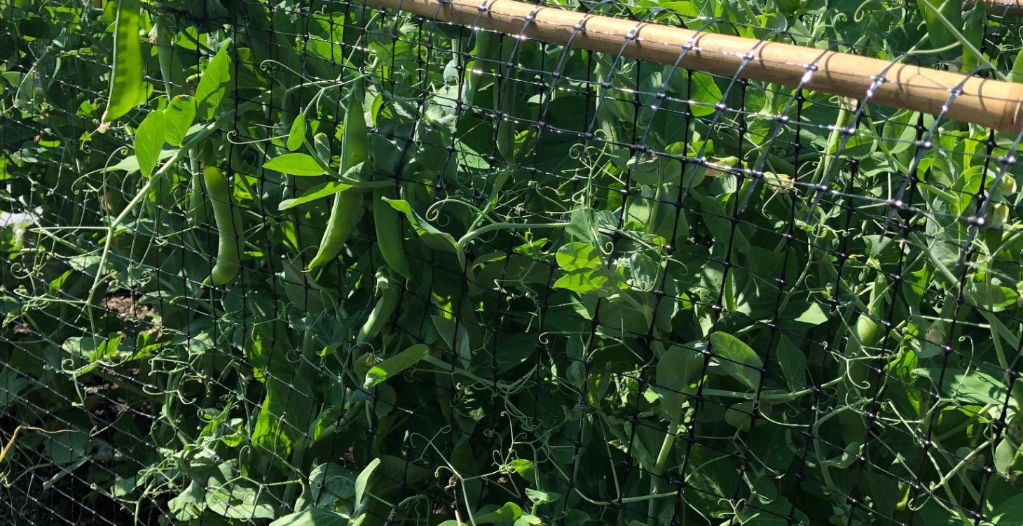 (Coming Soon) Unit 2: The Starter Garden