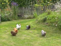 Lonneke Van den Bosch