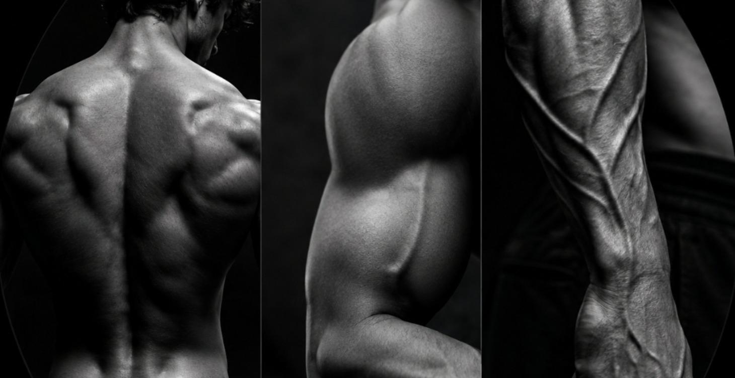 Back, bicep, and forearm