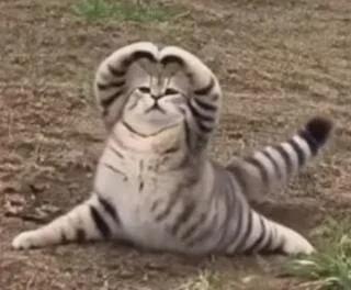 Akhilesh Singh Akhilesh