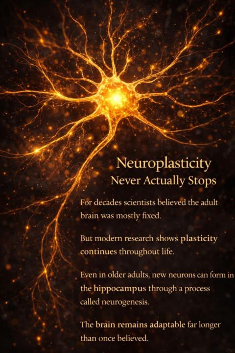 Neuroplasticity 