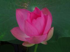 Mar Morales Guiscafre