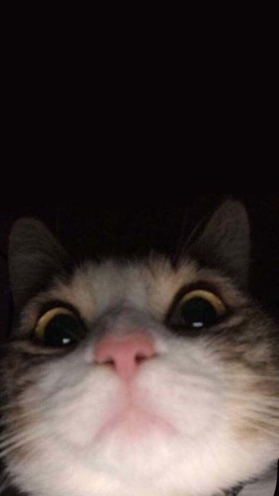 Saka D