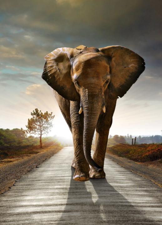 What's the deal with elephants?