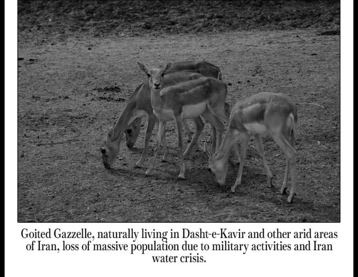 Iran's wildlife