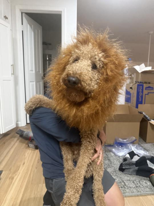 For all of our dog friends in Iran 