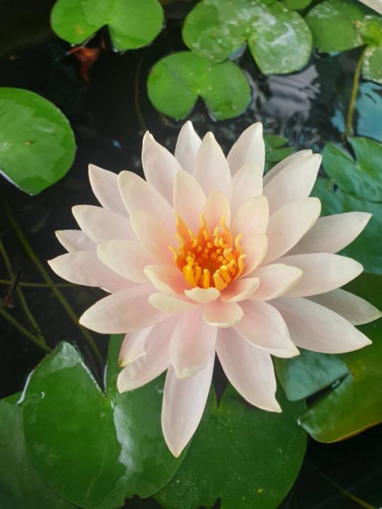 楊 修竺