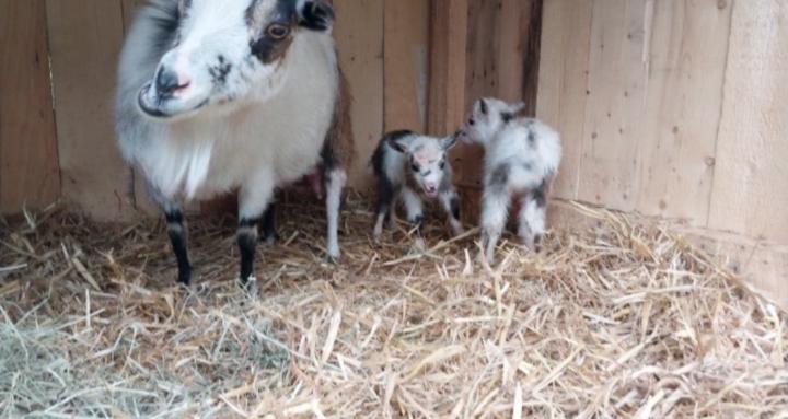 Homegrown Income Collective