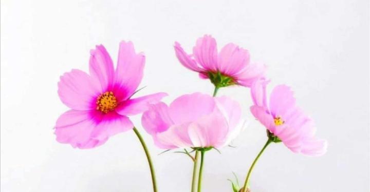 Welcome to Our Community 🌸