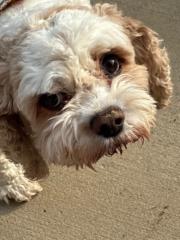 Clorinda Gaillardetz