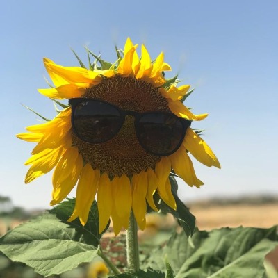 Gülistan Aşan