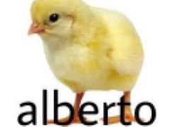 Brazilian Homosapien