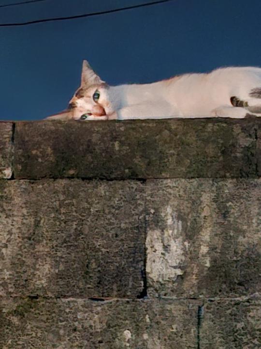 🐾 A Guardian at the Threshold