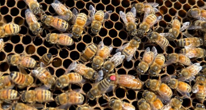 Beekeeping Basics 