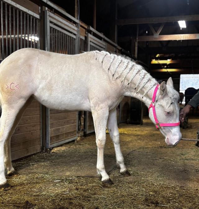 Topline Course Added