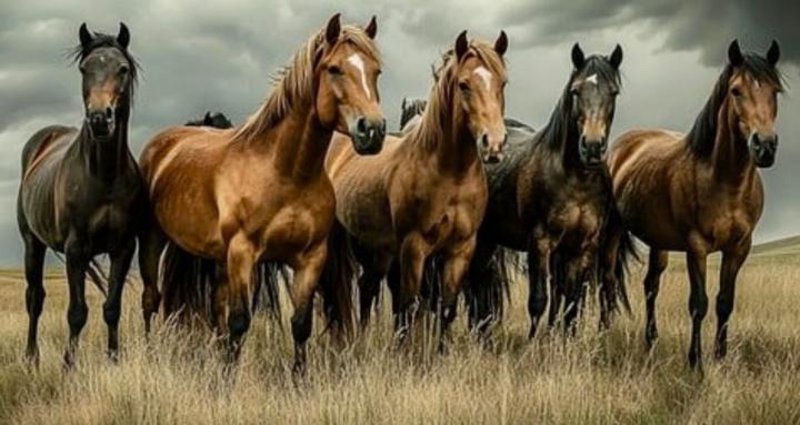 Global Equine Studies E-Course