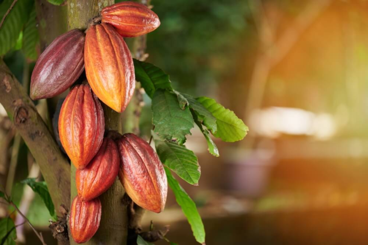CACAO -Una auntentica obra de arte para NUESTRA BIOLOGIA HUMANA