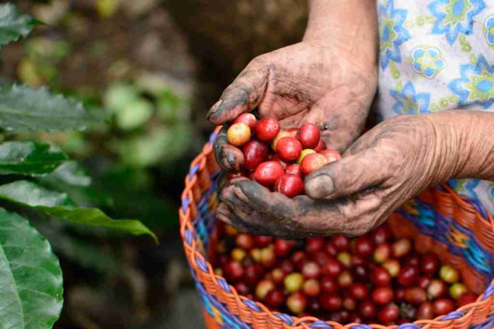 LAS 12 MEJORES MARCAS DE CAFÉ EN MÉXICO
