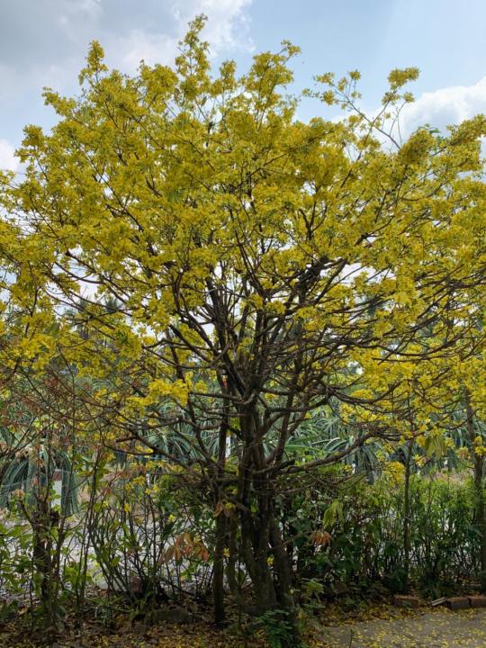 Phong Dương