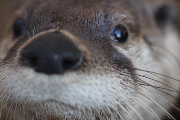 Black creek Wildlife center