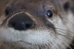 Black creek Wildlife center