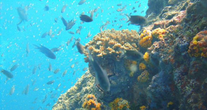 Reef Restoration Rangers