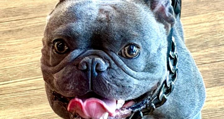 C.H. Bulldogs
