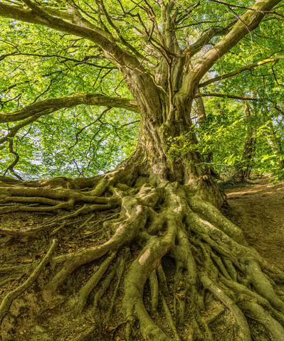 A tree grows in two directions at the same time. 