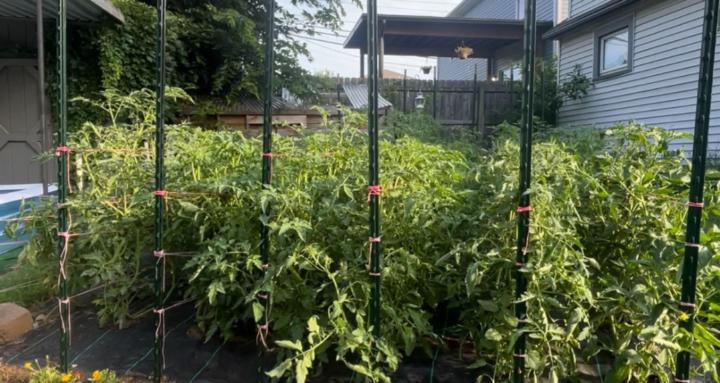 My Downtown Farm 👩🏻‍🌾