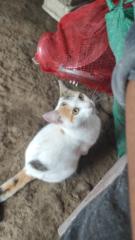 Pablo Roggeiro Cabello Rivera