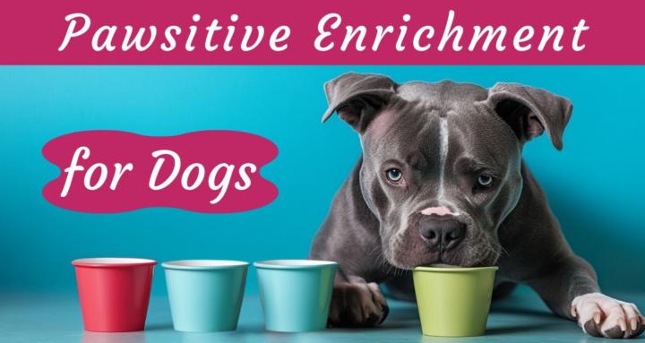 Pawsitive Enrichment for Dogs