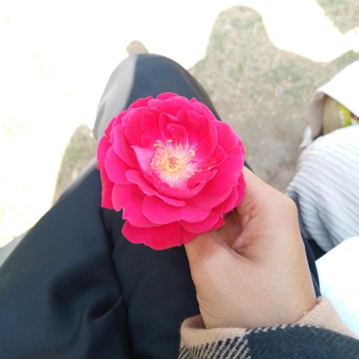 Rabia Rasheed