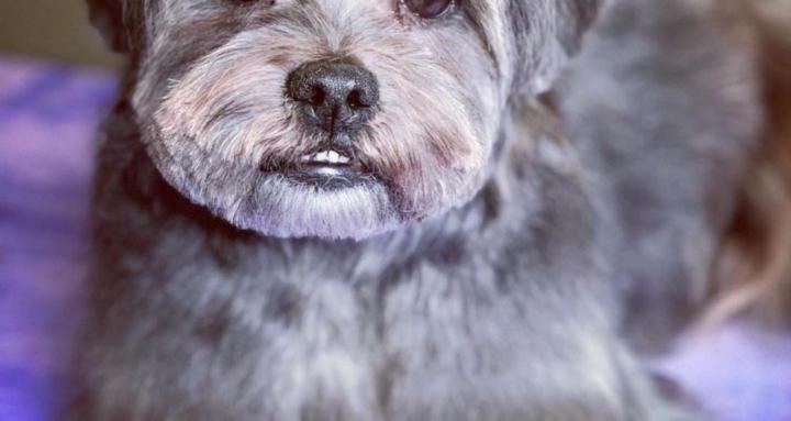 Be Your Own Dog’s Stylist