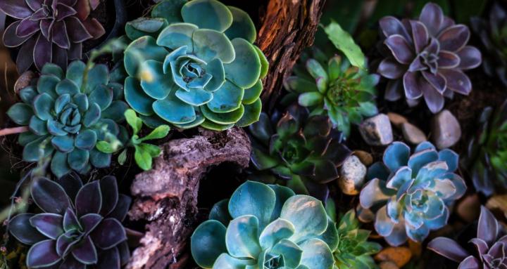 Thoughtful Sage Community