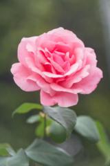 Salma Asaad