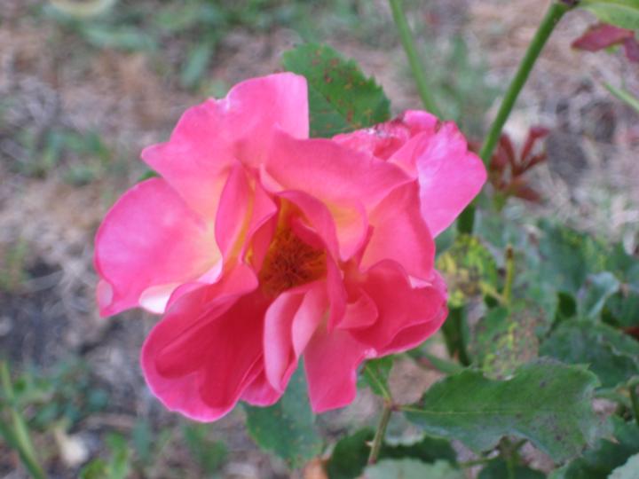Marie Emerson