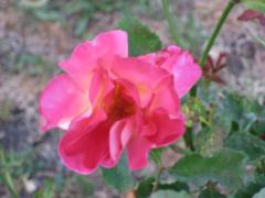 Marie Emerson