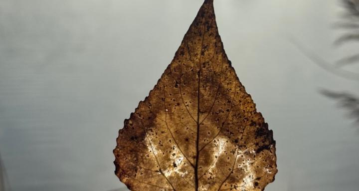 BoniHelaing🌀 KAYA WEI ÚTJA 🌿🔥