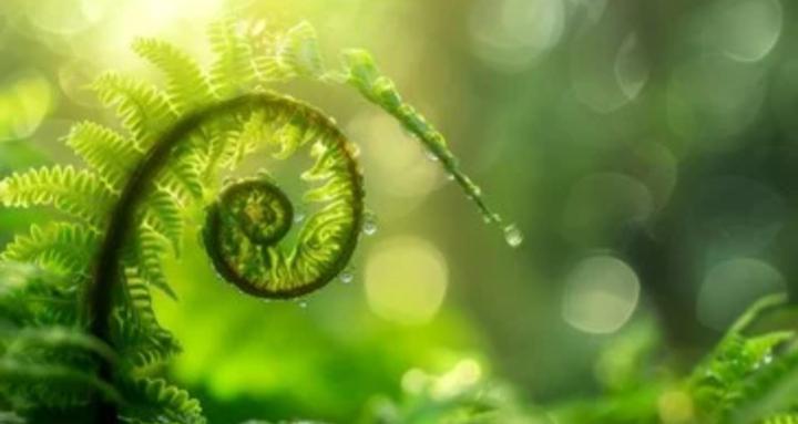 The Holistic Living Project