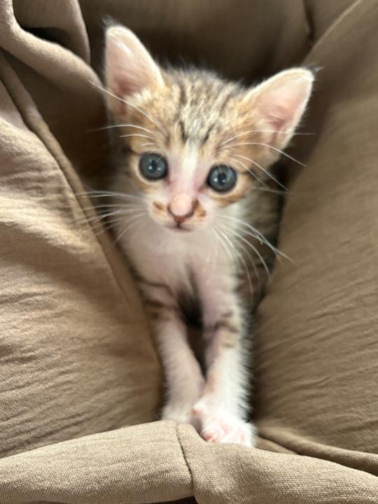 莊 美真