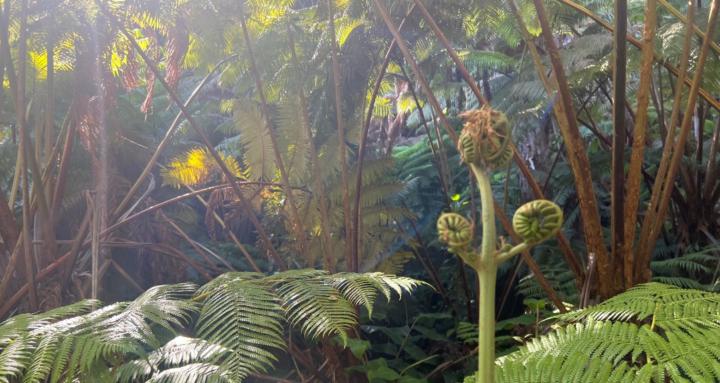 The Dream Garden