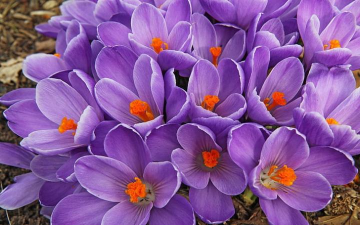 Anasztázia Hajnalka Igaz