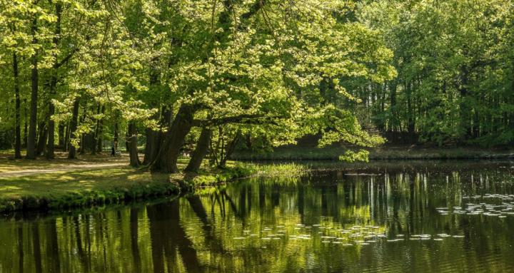 The Wellness Forest