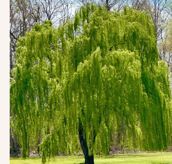 Willow Tree