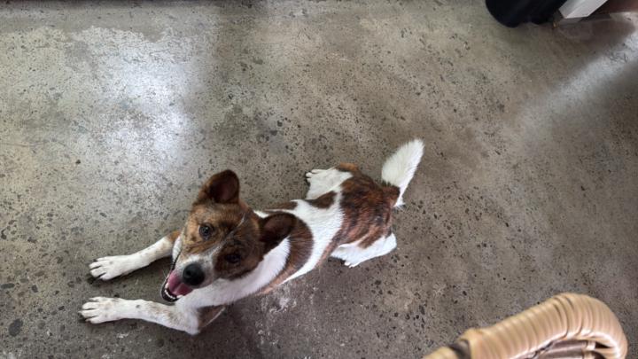 Pet Pita