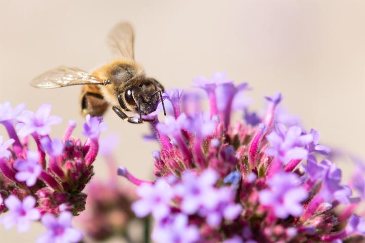 Before and after: bee picture