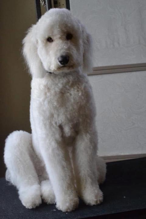 Stephanie Belluomini